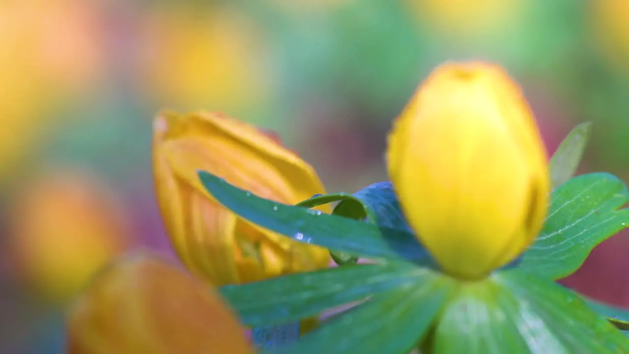 Macro of winter aconite flowers with shiny green bracts and decorated with dewdrops