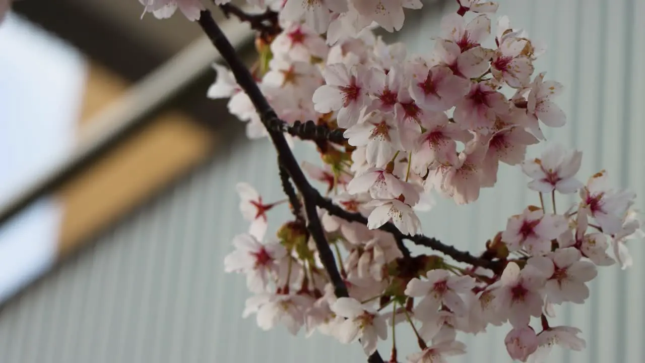 Close-up of cherry blossoms with bumblebee blurred background