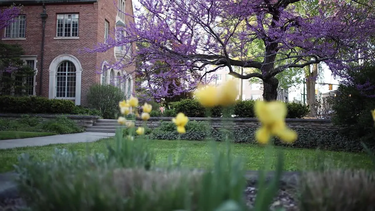 4K Michigan State University Campus pull focus with flowers