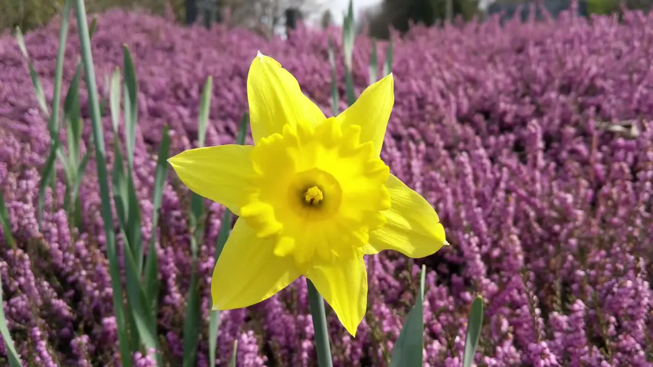 Yellow daffodils with purple ground cover spring time slight wind blowing