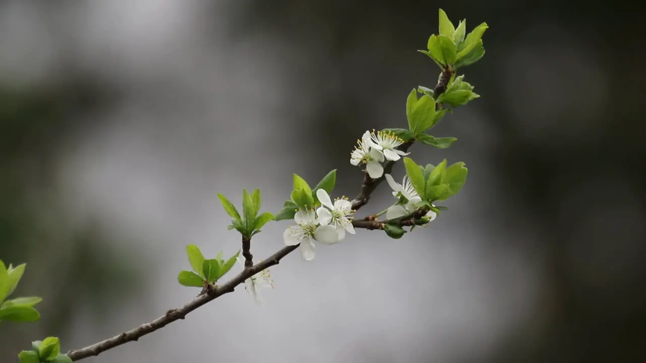 Blossom on a plum tree Spring UK