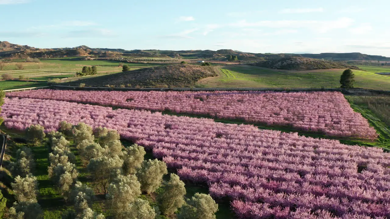 flower filled orchard and olive trees Spain aerial shot sunset beautiful nature