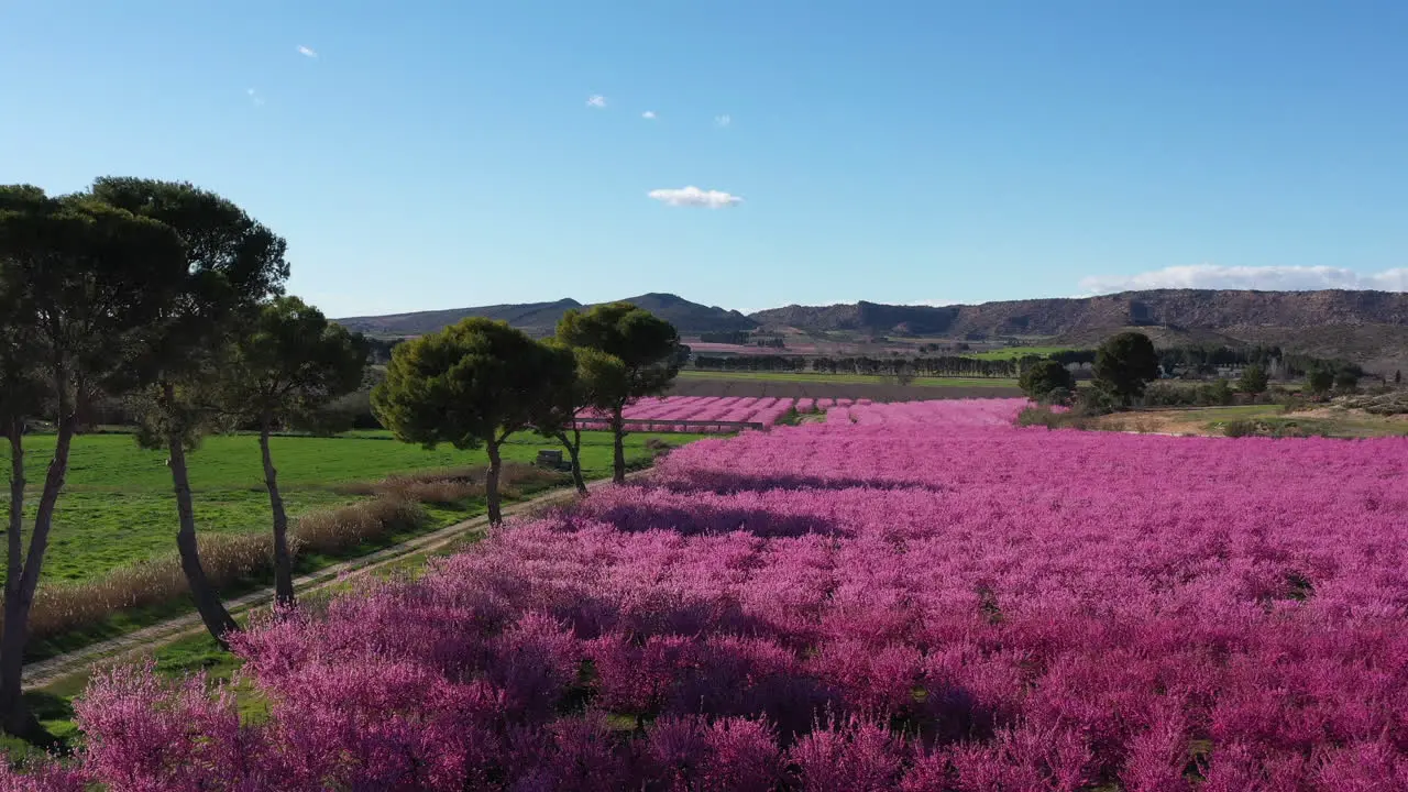 landscape with field of pink flowering trees and blue sky Spain agricultural