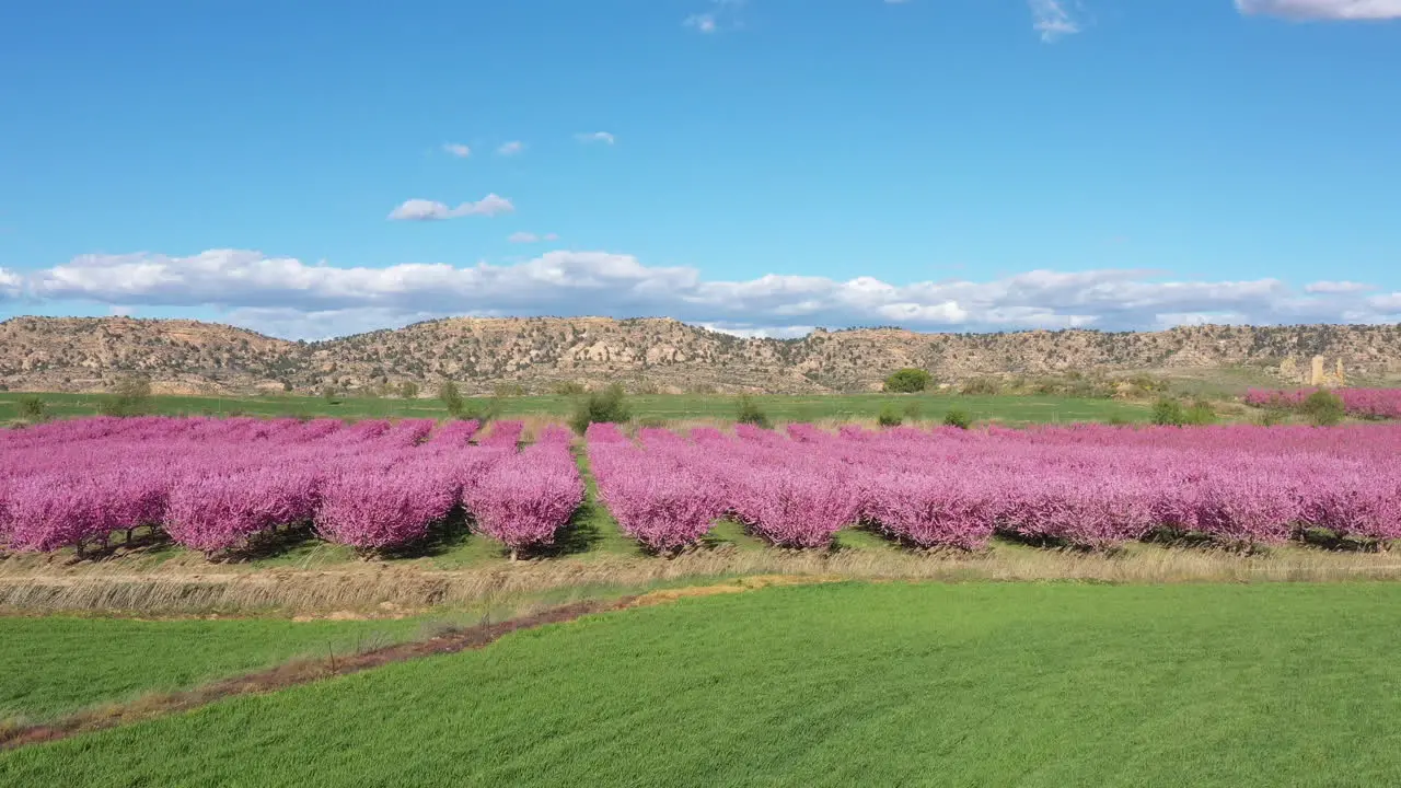 Spain sunny afternoon pink flowers on peach trees spring blossom season aerial