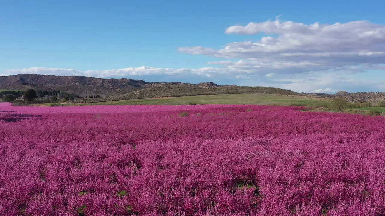 Amazing field full of pink flowering almond trees Spain agriculture sunny aerial