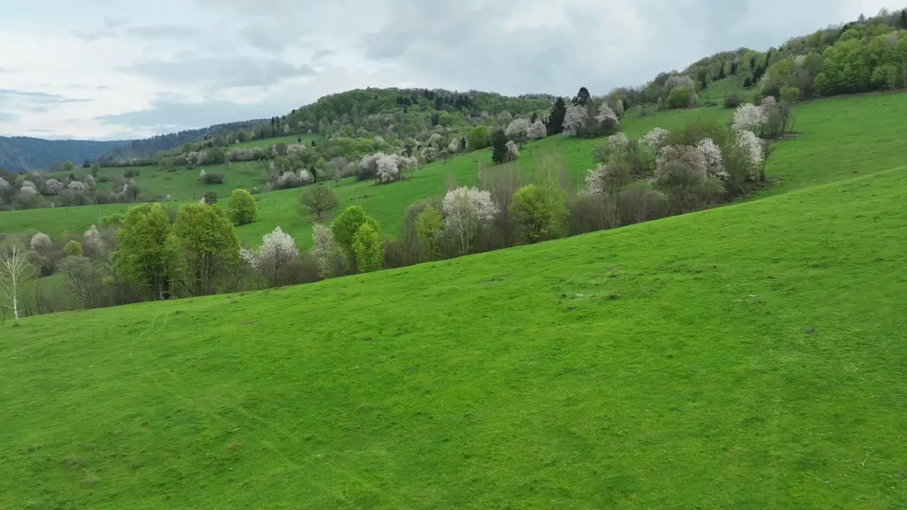 Beauty of spring as the drone glides above meadows adorned with blooming fruit trees passing an abandoned barn and revealing the lush forests