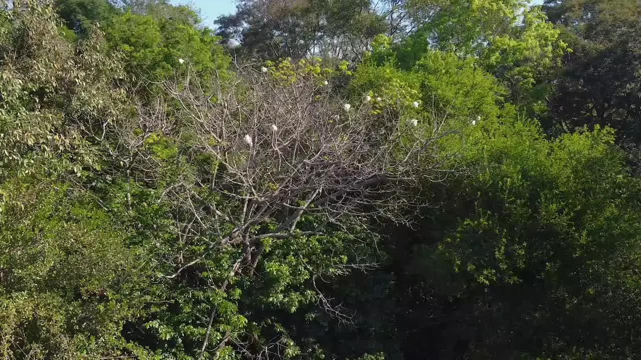 Beautiful shot of spring in the green forest flower blooming on the trees in Reserva Natural Urbana 'Rincón Nazarí' Posadas Argentina