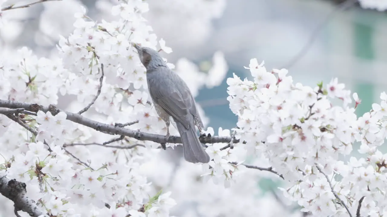 Brown-eared Bulbul Sucking Nectar From Sakura Flowers In Tokyo Japan close up