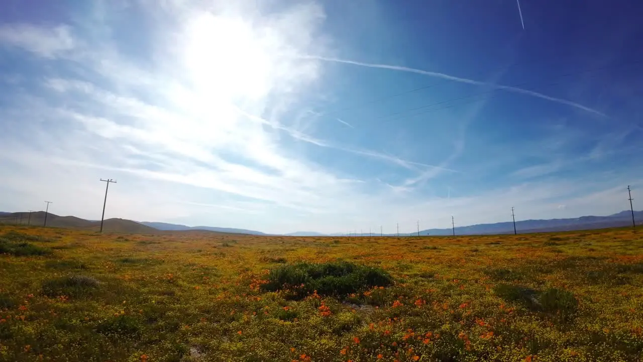 The Mojave Desert blossoms with wildflowers after spring rains low altitude aerial flyover