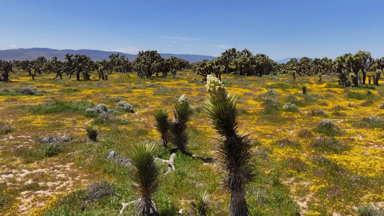 Flowering Joshua tree in spring pull back reveal of wildflowers in the Mojave Desert