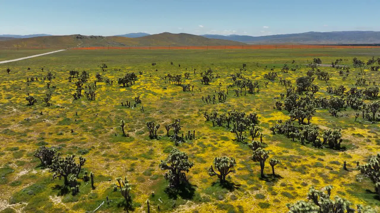 Ascending aerial view of spring wildflowers and Joshua trees in the Mojave Desert in springtime