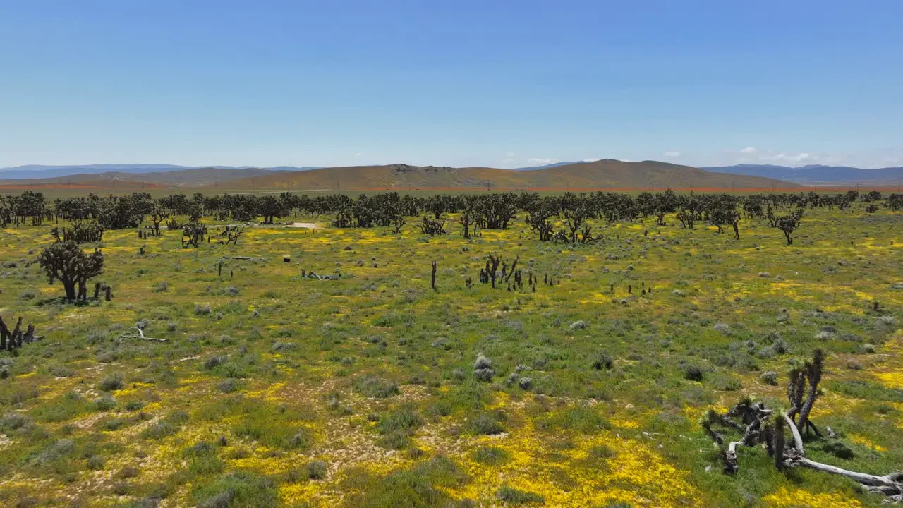 Scenic aerial flyover of a Joshua tree forest with spring wildflowers in the Mojave Desert