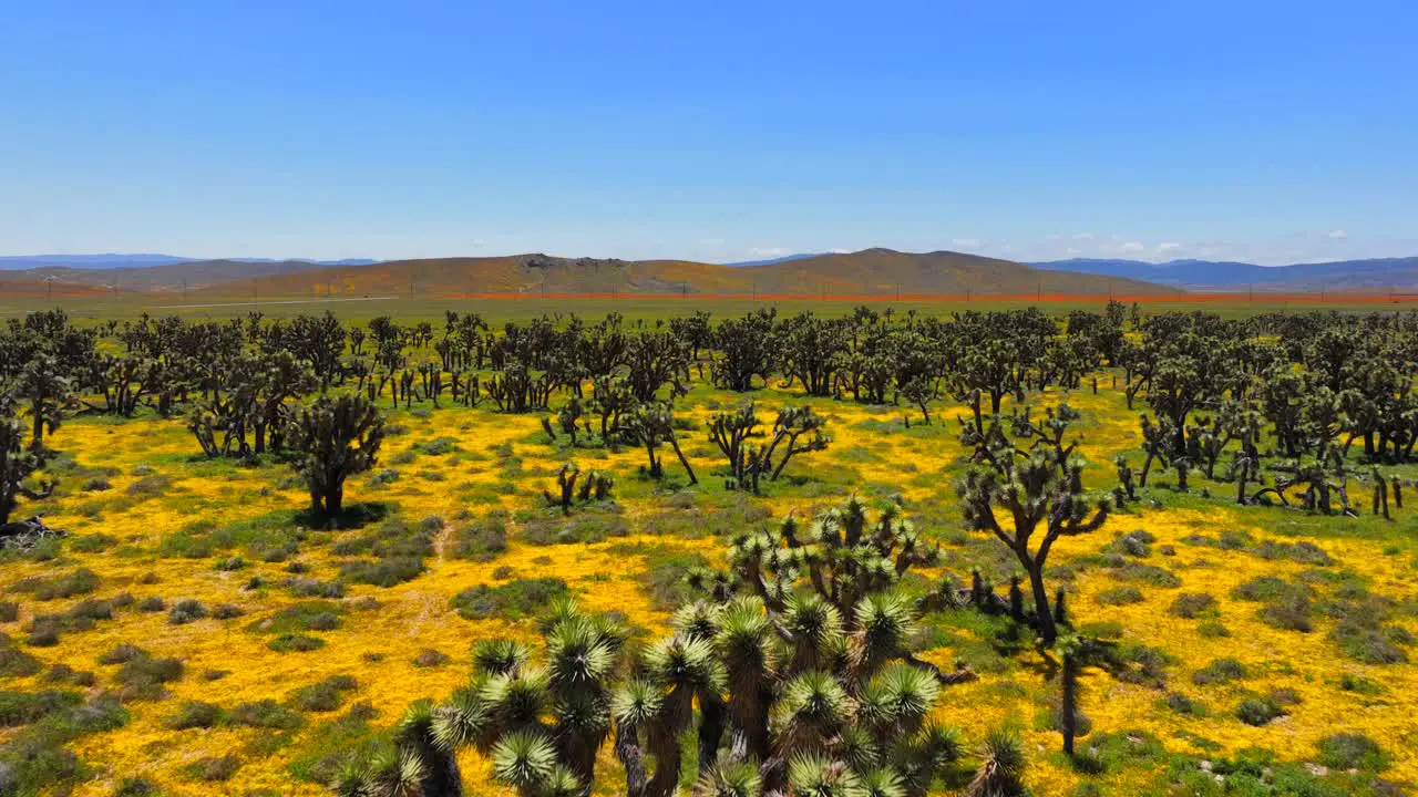 Wildflowers and Joshua trees blooming in the Mojave Desert in spring aerial flyover