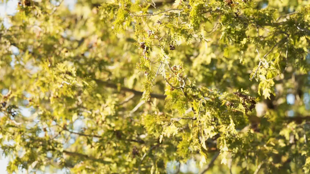 Closeup Of Tree Blowing In The Wind Slow Motion