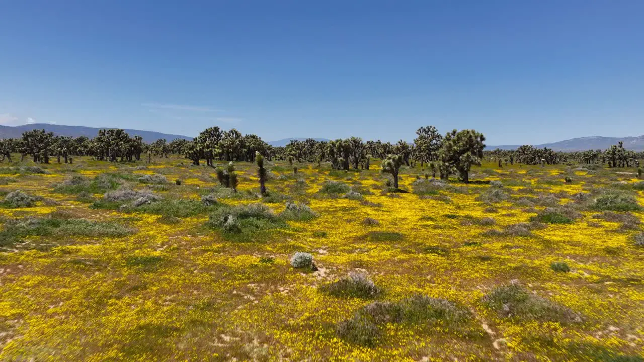 The Mojave Desert landscape full of colorful wildflowers among the Joshua trees aerial flyover