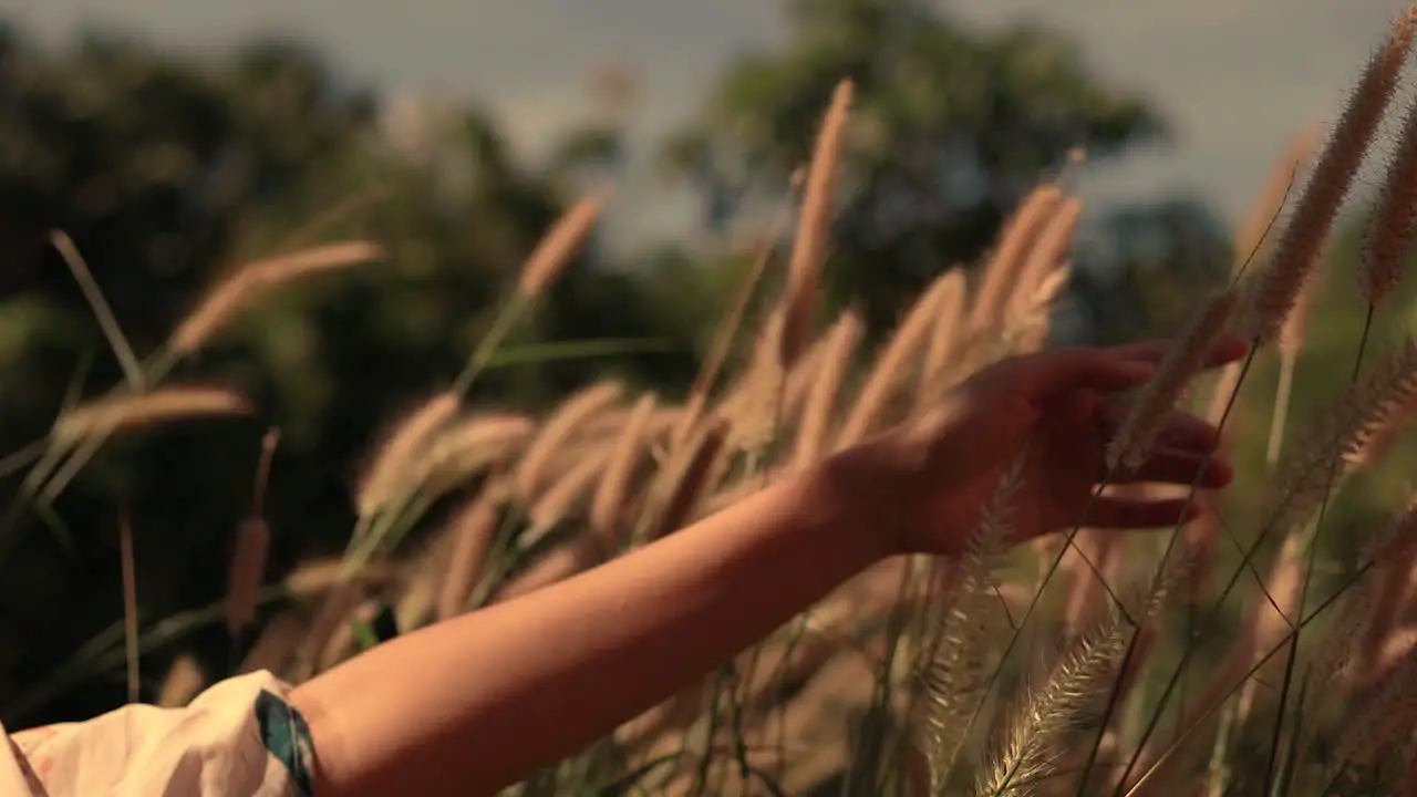 Hand playing with the swaying grass in the breeze showing a dream like conceptual video showing the Spring