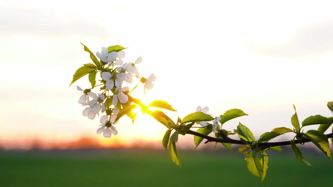 Twig of sweet cherry tree with young leaves and cluster of white flowers gently touched by wind and backlit by the sunset