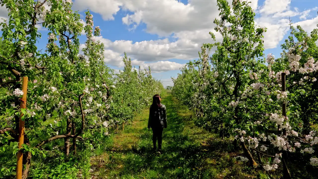 Static shot of female walking through rows of flowering lilac trees with white flowers on a cloudy day