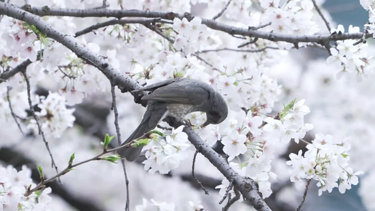 Brown-Eared Bulbul Feeding From The White Flowers Of A Cherry Tree In Tokyo Japan