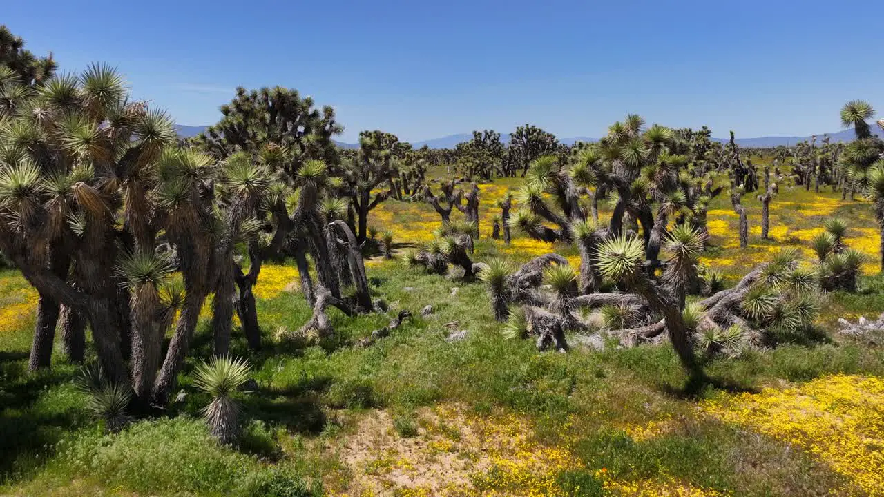 Joshua tree forest in spring in the Mojave Desert and wildflowers blooming pull back landscape reveal