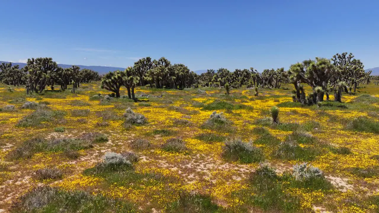 Wildflowers blooming among the Joshua trees in the Mojave Desert in spring