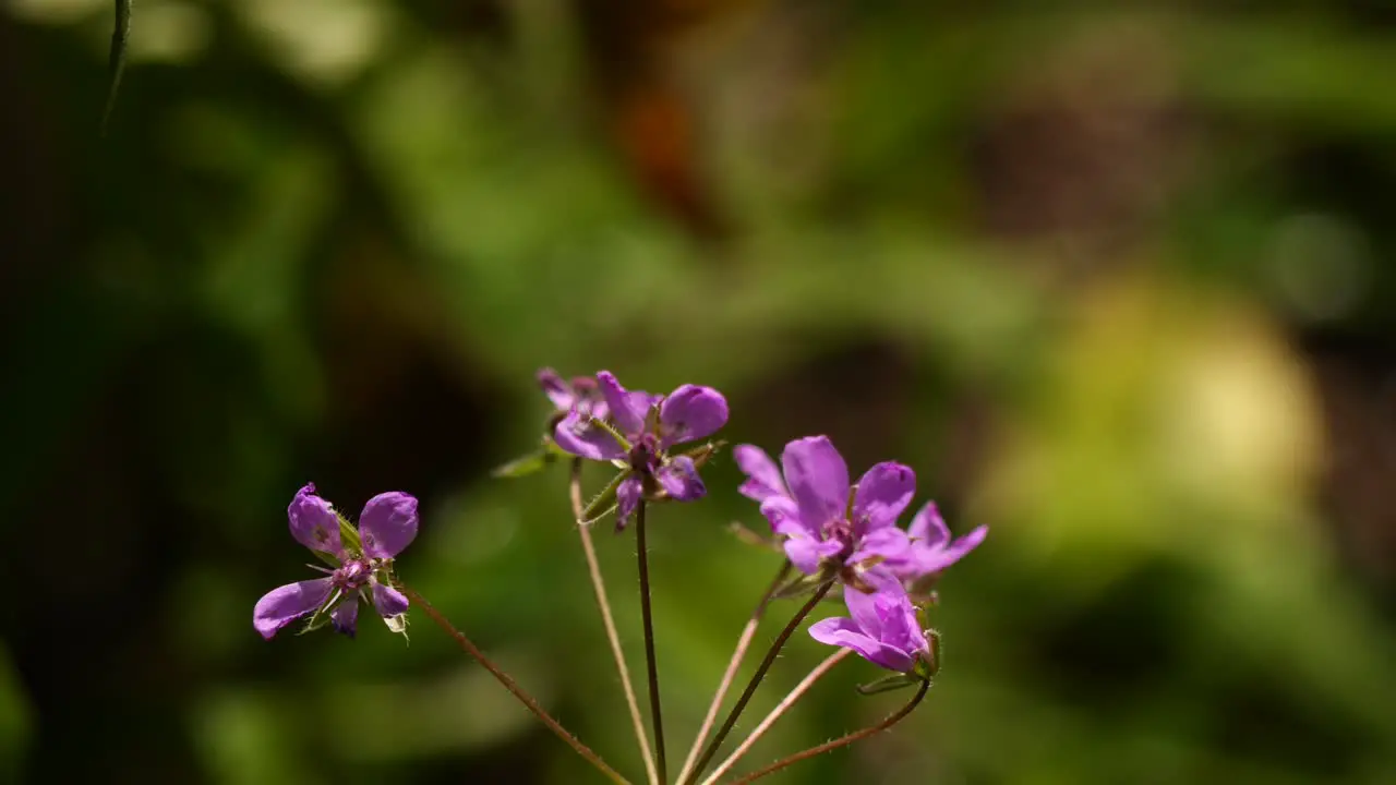 bunch of wildflowers at the wind on a sunny day