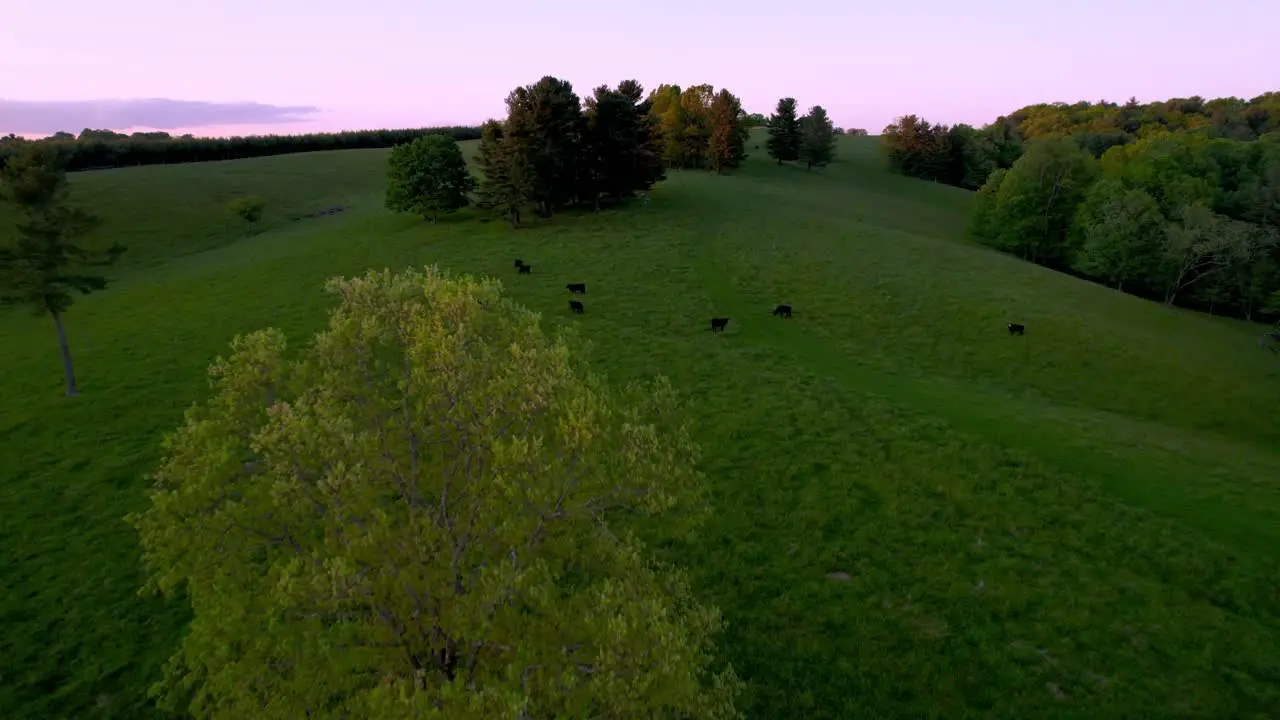 aerial over cattle and pasture at dusk near fancy gap virginia