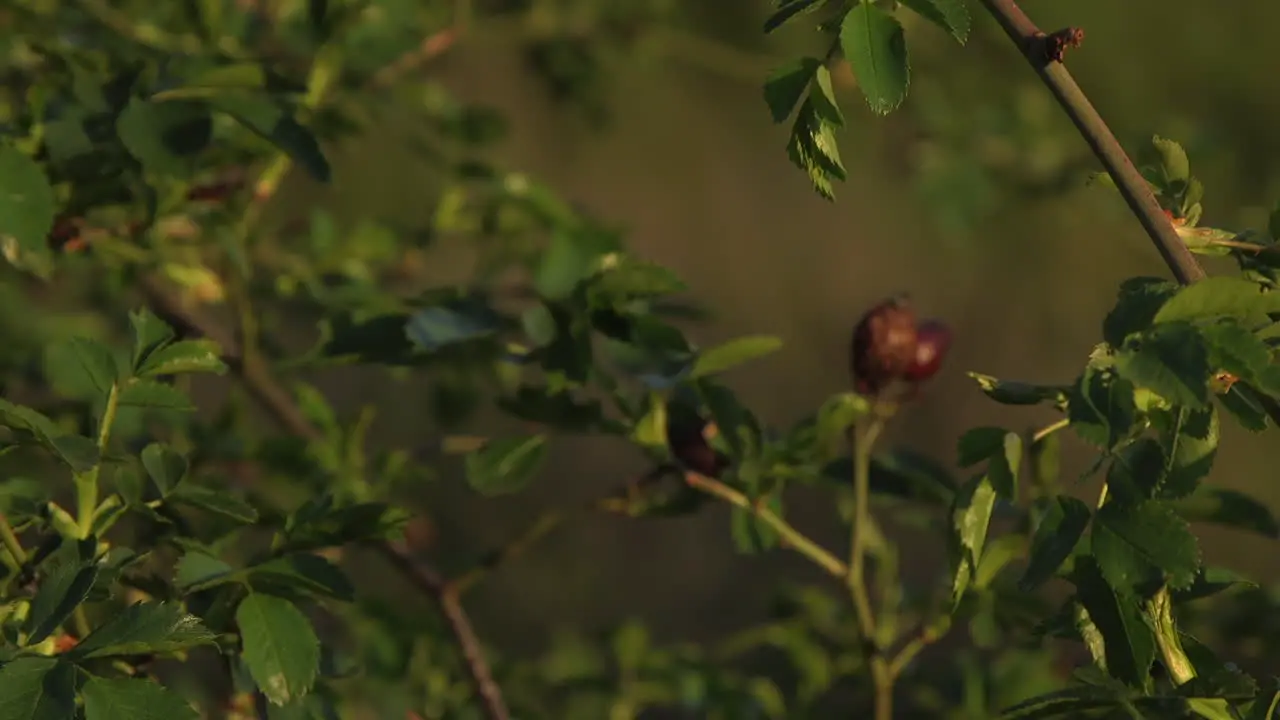 bud of spring in europe