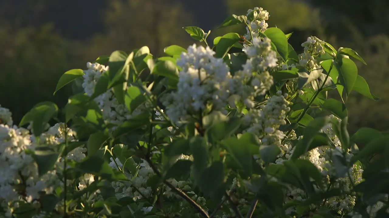 flower of spring