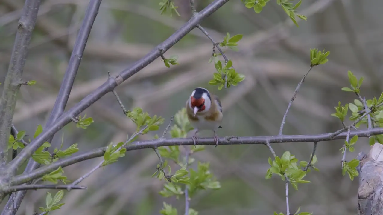 Goldfinch Small Song Bird In Spring Leaf Tree Slow Motion