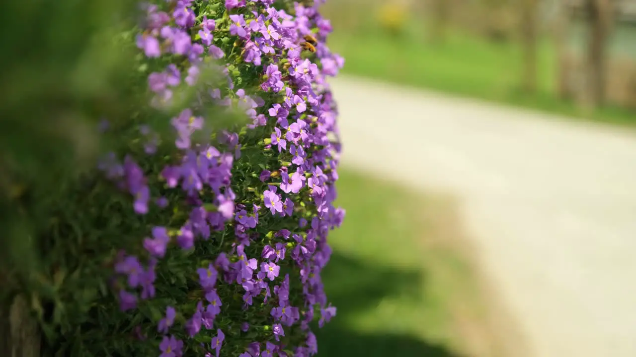 Close up of flowers with wild bees sucking on the petals while people walking in the background