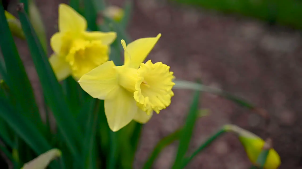 Winds blow yellow Daffodils flower in the garden Spring time is arrived