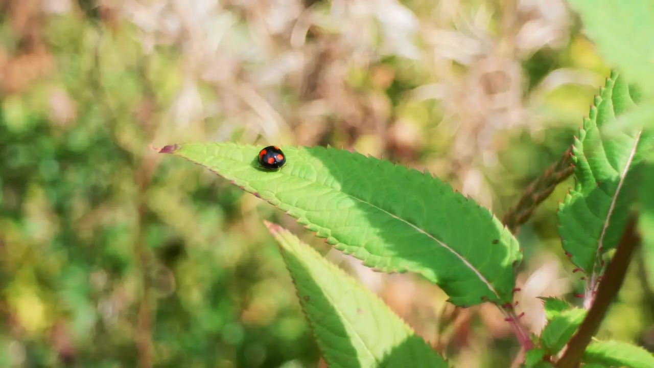 lady bird on a leaf