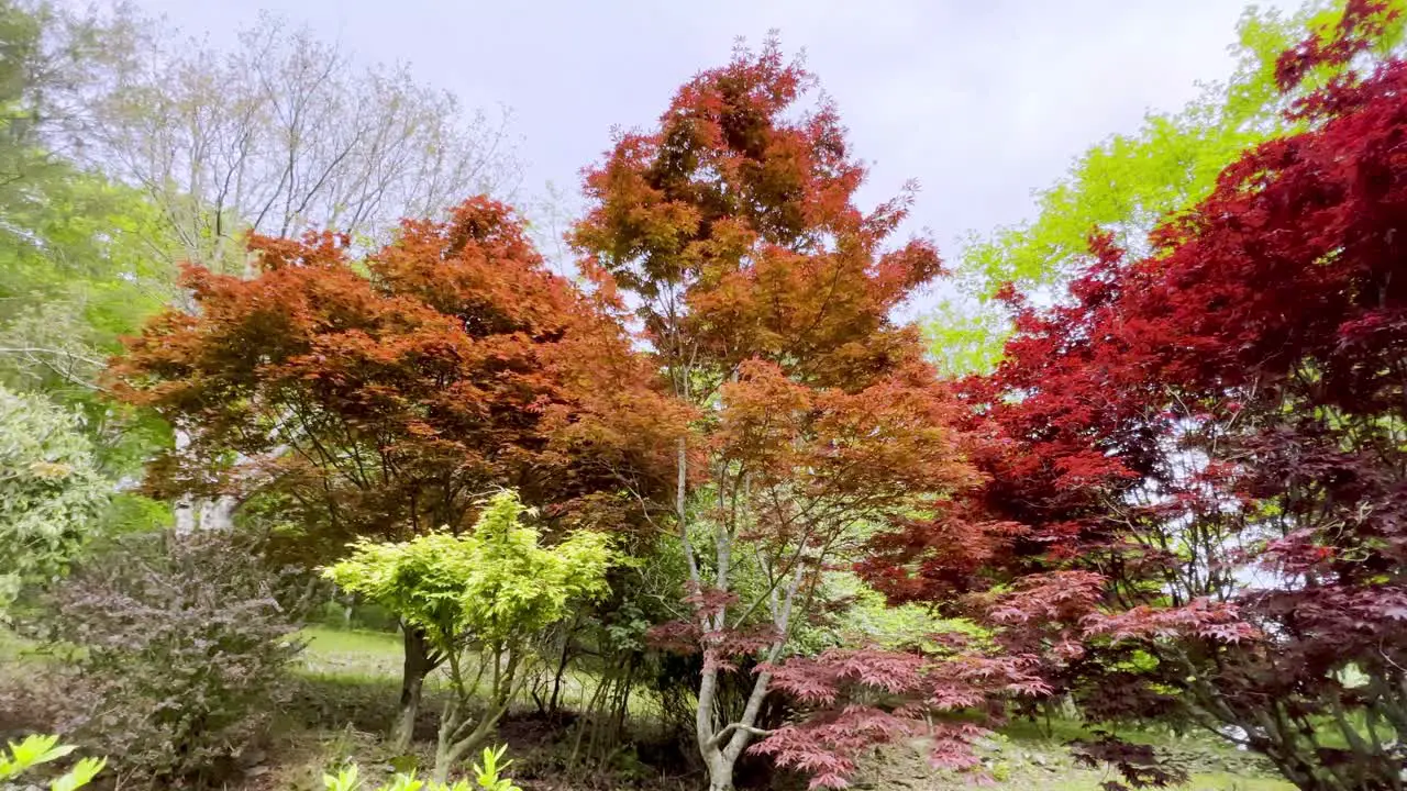 japanese maples in spring pan of color