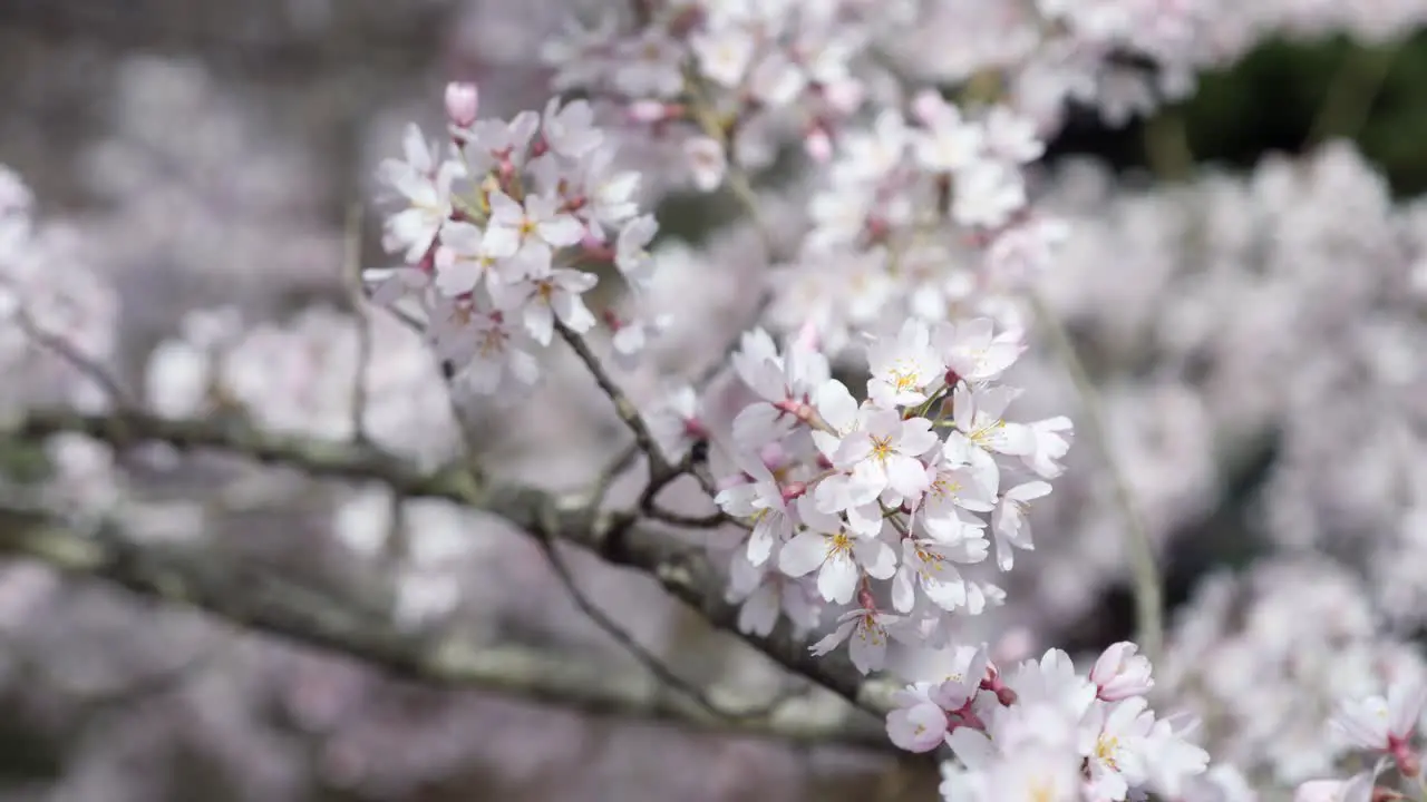 Cherry Tree in Bloom on the grounds of Biltmore House in Asheville North Carolina