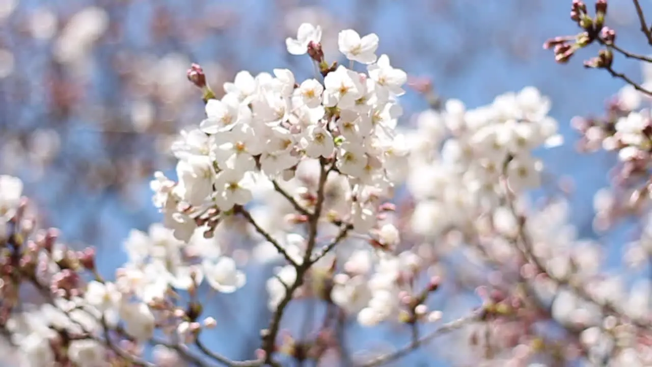 Close ups of the sakura called Shidarezakura in Wakayama Japan