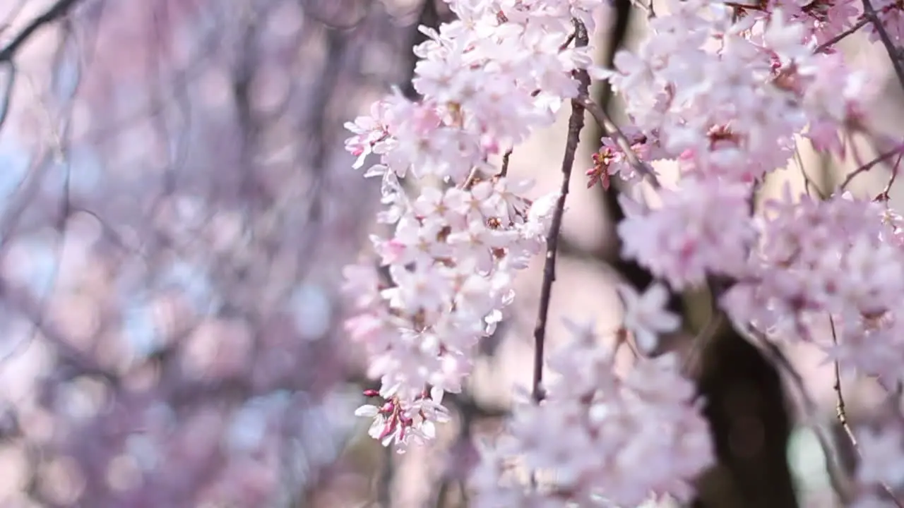 Shidarezakura in Wakayama-ken Prefecture