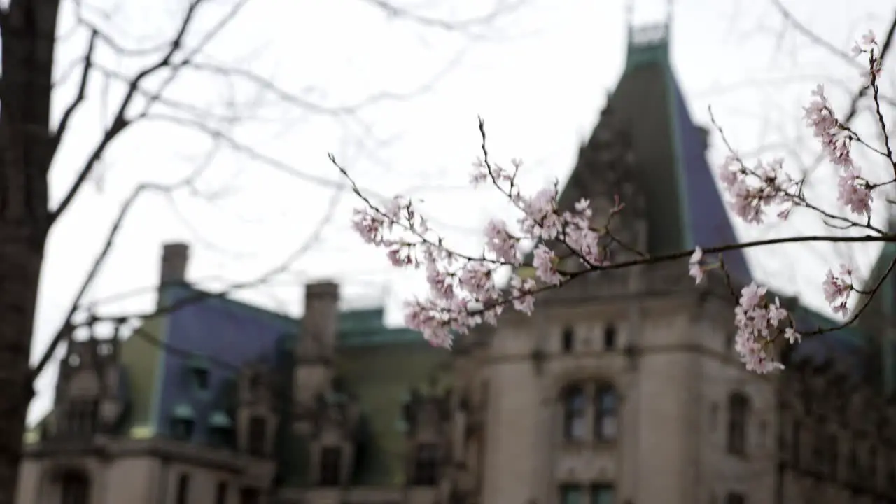 Biltmore House in the background with Cherry Blossoms in the foreground | 4K