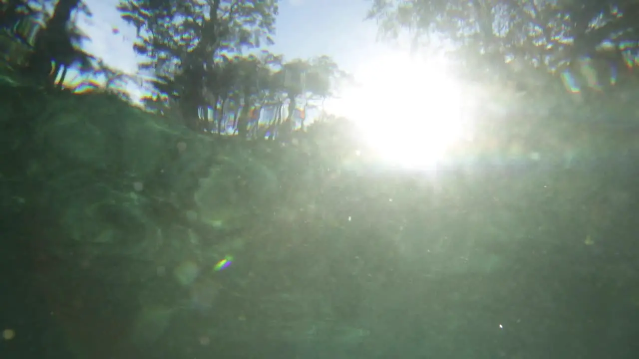 Sun shining from underwater in a florida forest