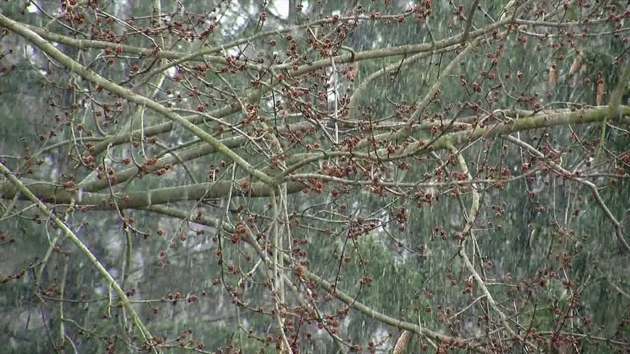 Snow falls as the first buds of spring appear on maple tree branches