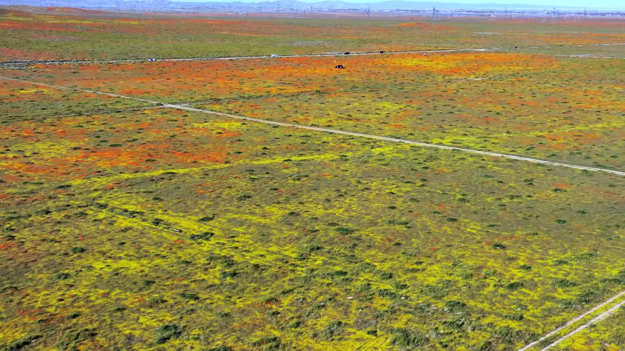 Wild poppies fill the landscape after a wet spring in Antelope Valley aerial flyover