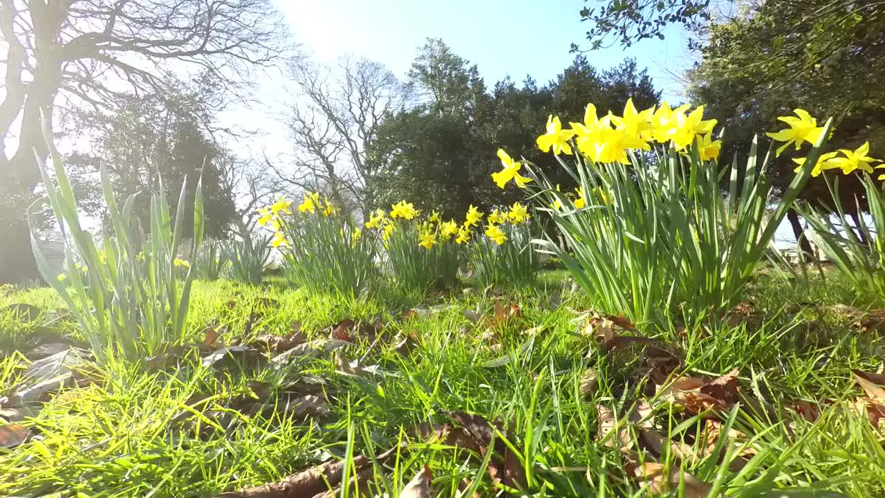 Colourful Daffodil blowing in the wind