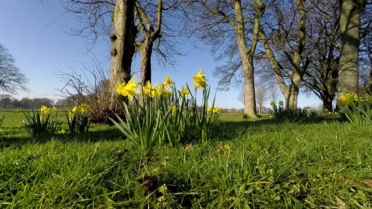 Daffodils in bright sunlight and blowing in the wind