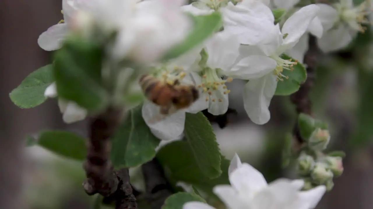 Apple tree branch blowing in the wind while a bee pollinates the flowers