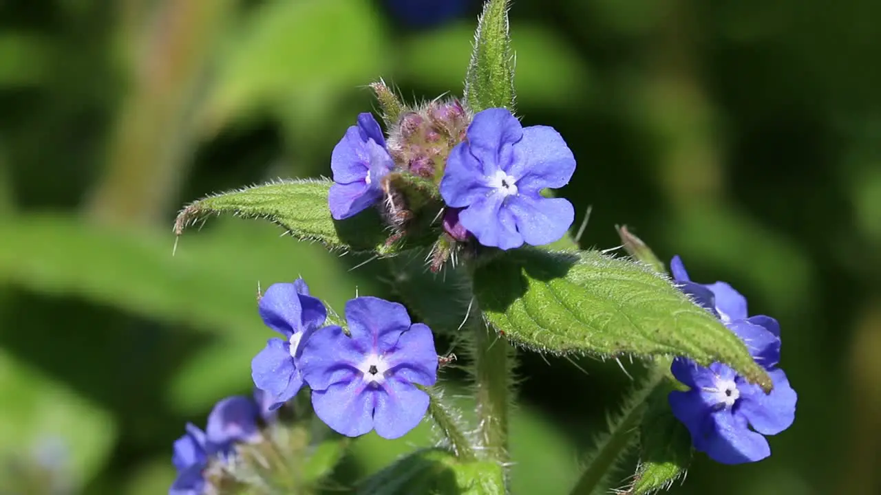 Closeup of Green Alkanet Pentaglottis sempervirens flowers in Spring