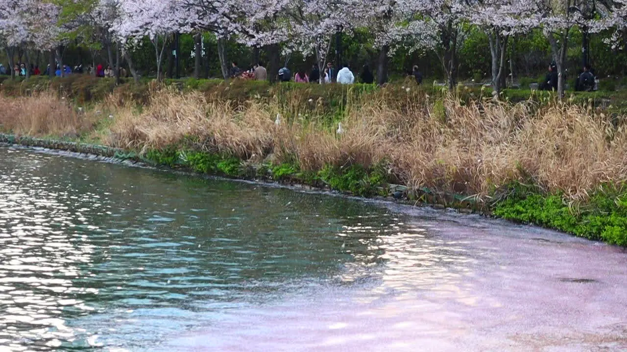 Cherry blossom petals falling like rain on to the lake