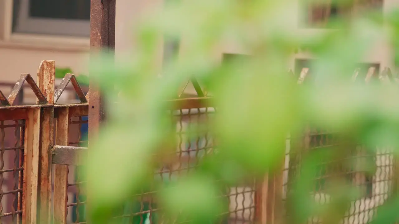 Grass In Wind Behind Rusted Metal Fence Focus To The Left