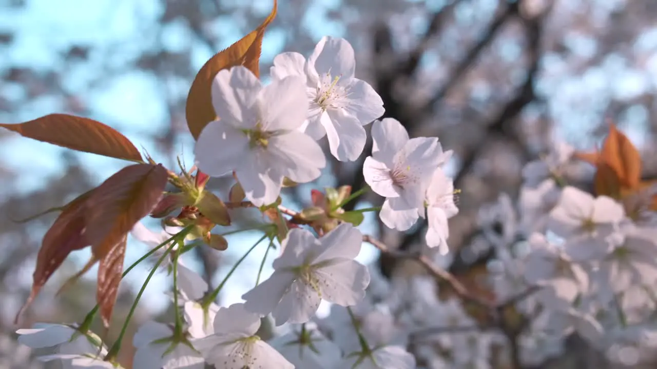 A close up of cherry blossoms beautiful flowers blooming during spring in Japan