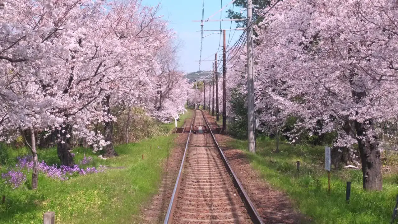 An alley of cherry blossom surrounding train rails in Kyoto Japan