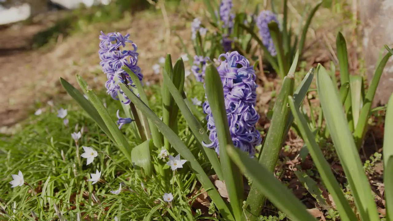 Closeup Shot of a Cluster of Hyacinth Flowering Plants